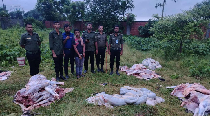 পূর্বাচলে জবাইকৃত ৫টি ঘোড়া উদ্ধার, একজন আটক