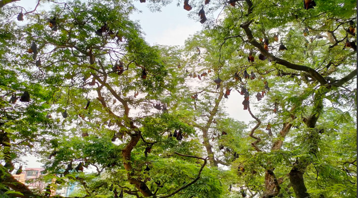 চুয়াডাঙ্গায় দুইশো বছরের পুরনো তেঁতুলগাছে হাজারো বাদুড়ের বসবাস