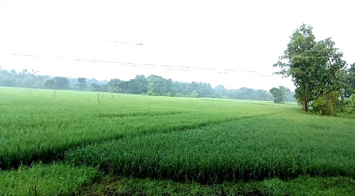 হেমন্তের শুভ্রতায় কালীগঞ্জে নান্দনিক পালা বদলের ছোঁয়া