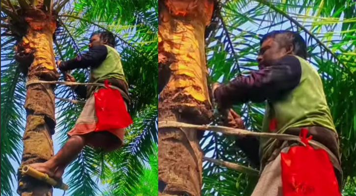 আত্রাইয়ে খেজুর রস সংগ্রহের ব্যস্ততা, শীতের আগমনী বার্তা