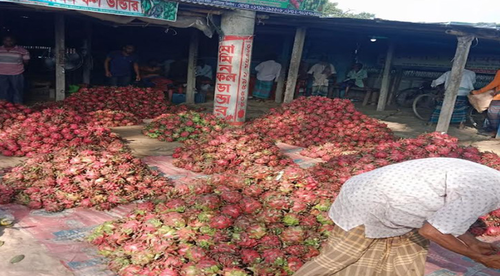 ড্রাগনের ভালো ফলনেও দাম কম, চিন্তায় কোটচাঁদপুরের চাষিরা