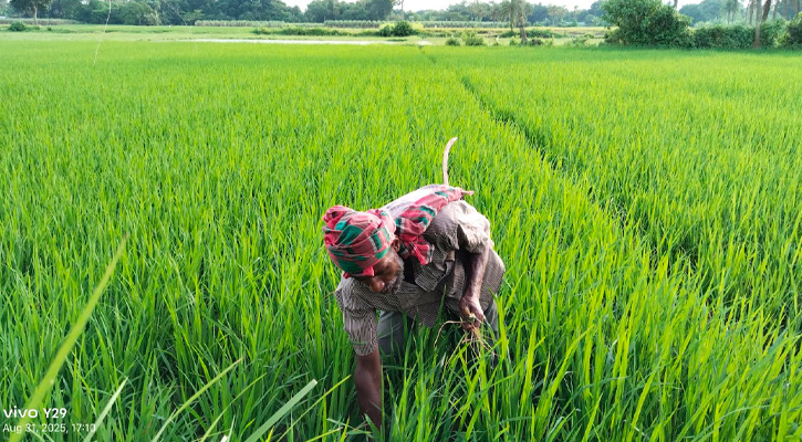 কোটচাঁদপুরে আমন ধানে মাজরার আক্রমণ
