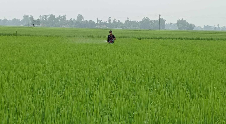 রোপা আমন গাছে বালাইনাশকেও কাজ হচ্ছে না, ফলন নিয়ে অনিশ্চয়তায় কৃষকরা