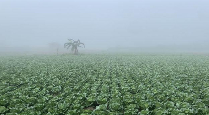 বরেন্দ্র অঞ্চলে মৌসুমের প্রথম কুয়াশাচ্ছন্ন সকাল, শীতের আগমনী বার্তা