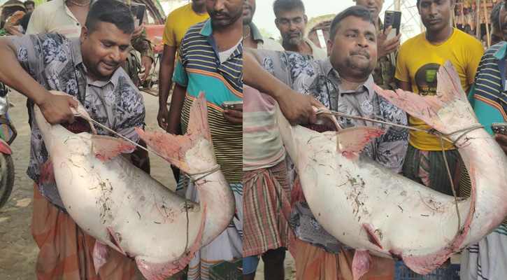 পদ্মায় ২৫ কেজি ওজনের বিরল পাঙাশ বিক্রি হলো ৬৩ হাজার ৭৫০ টাকায়