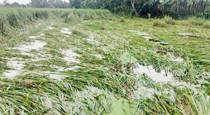রাণীশংকৈলে বৈরী আবহাওয়ায় আমন ধান ও সবজি খেত ক্ষতিগ্রস্ত, ‌দু:শ্চিন্তায় কৃষক
