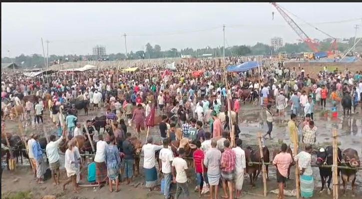 রূপগঞ্জে জমজমাট কোরবানির পশুর হাট, দেশি ছোট-মাঝারি গরুর চাহিদা তুঙ্গে