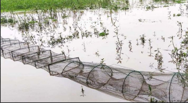 চরভদ্রাসনে চায়না দুয়ারির ফাঁদে অস্তিত্ব সংকটে দেশীয় মাছ