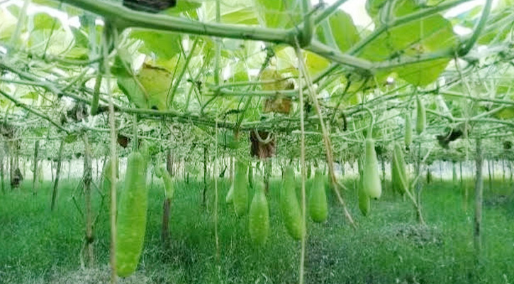 বোয়ালখালীতে লাউ চাষে সফল কৃষক সাজ্জাদ