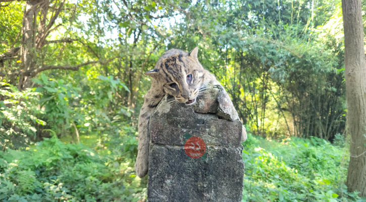 গ্রামবাসীর হাতে ধরা পড়ে প্রাণ হারাল বিপন্ন প্রজাতির মেছোবাঘ
