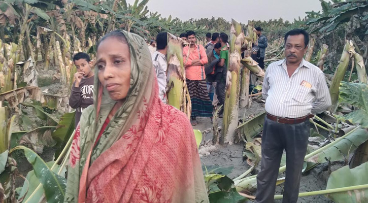 মোরেলগঞ্জে কৃষকের কলাবাগান কেটে ফেলেছে দুর্বৃত্তরা