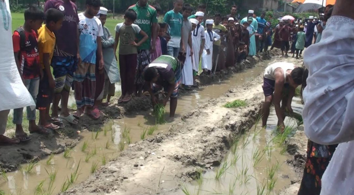 সড়ক নির্মাণ না হওয়ায় ধান লাগিয়ে প্রতিবাদ