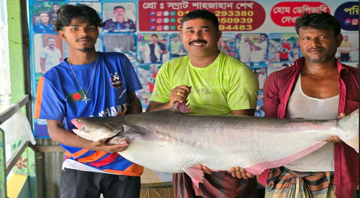 পদ্মার ২৫ কেজির পাঙাশ, ৬০ হাজার টাকায় বিক্রি!