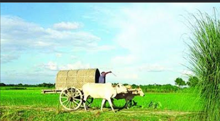 চরভদ্রাসনে ঐতিহ্যবাহী গরুর গাড়ি এখন বিলুপ্তির পথে