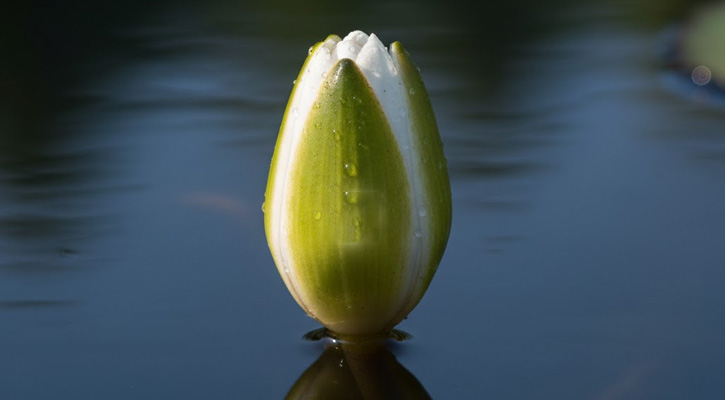 ইসির প্রতীক তালিকায় যুক্ত হলো ‘শাপলা কলি’