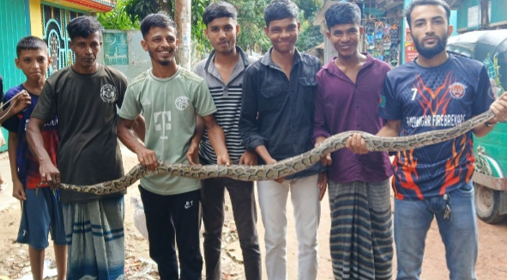 বোয়ালখালীতে ২ মাসে ৭টি অজগরসহ শতাধিক সাপ উদ্ধার