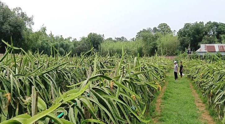 কালীগঞ্জে বাণিজ্যিকভাবে ড্রাগন ফল চাষে সম্ভাবনার দ্বার