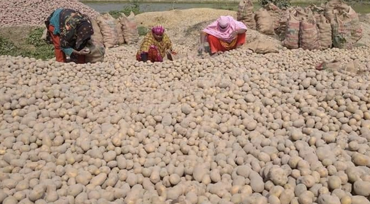 তানোরে আলু চাষিদের মাথায় হাত
