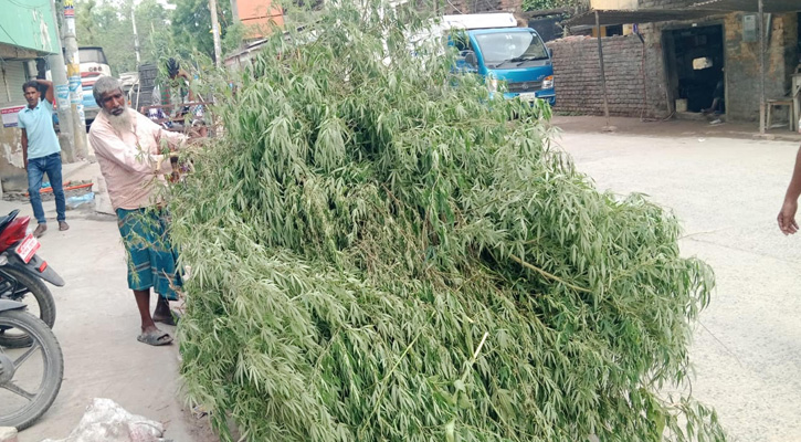 প্রশাসনের যৌথ অভিযানে ৫২৬০টি গাঁজা গাছ উদ্ধার