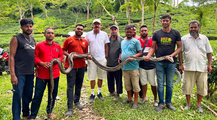 শ্রীমঙ্গল ও কমলগঞ্জে একদিনে বিশাল আকৃতির দুই অজগর উদ্ধার