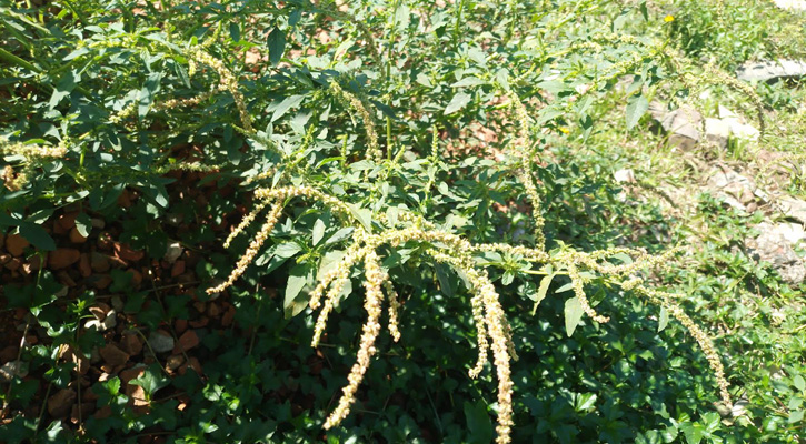 পুষ্টিগুণে ভরপুর পাহাড়ের অচাষকৃত উদ্ভিদ ‘কাঁটানটে’ বা কাঁটা মাইরা