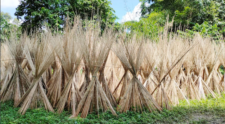 চুয়াডাঙ্গায় পাটকাঠির কদর বাড়ছে
