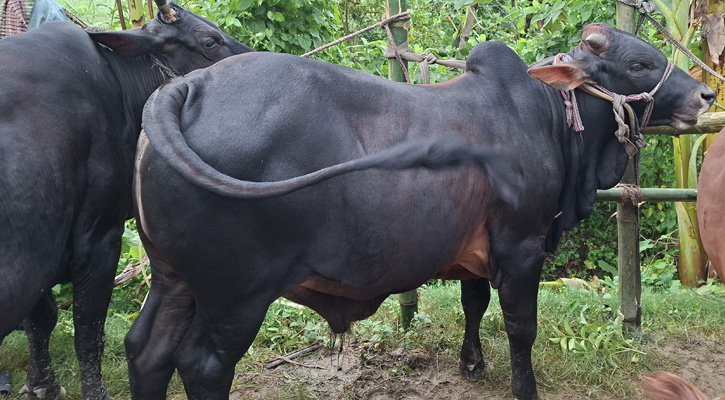 উজিরপুরে ঝড়-বৃষ্টিতে কুরবানির পশুর হাটে ধস, ক্ষতির মুখে খামারি–কৃষক