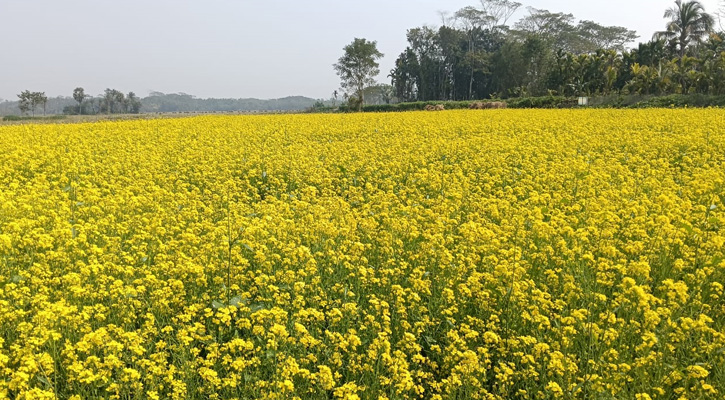 কাউখালীতে সরিষার বাম্পার ফলনে কৃষকের মুখে হাসি