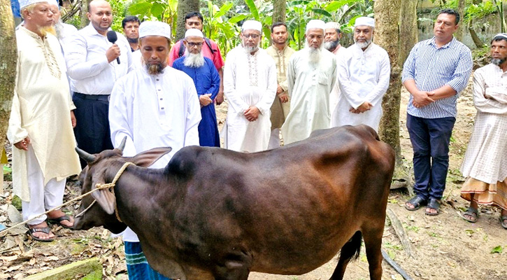 কালীগঞ্জে অগ্নিকাণ্ডে ক্ষতিগ্রস্ত খামারিকে জামায়াতের গাভী উপহার