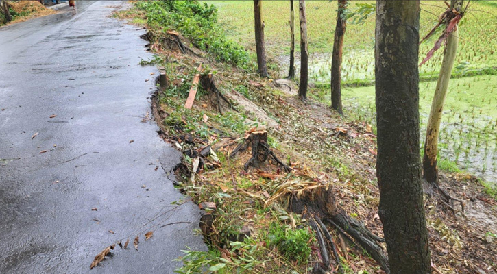 সিরাজগঞ্জে সরকারি রাস্তার গাছ কাটার অভিযোগ বিএনপি নেতাদের বিরুদ্ধে