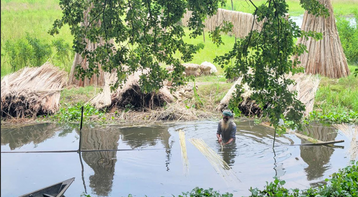 জলস্বল্পতায় ভোগান্তি, শ্রম ও খরচ বাড়ছে পাট চাষীদের