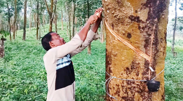 বোয়ালখালীতে এক যুগ পর পুনরায় রাবার সংগ্রহ, মাসে আয় ১৮ লাখ টাকা
