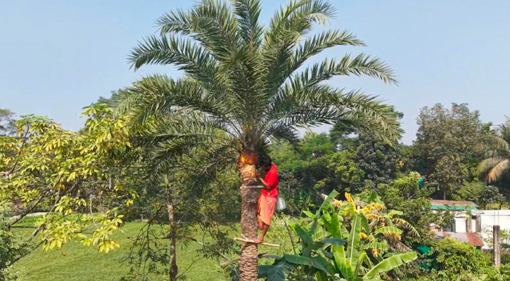 রূপগঞ্জে শীতের আগমনী বার্তায় খেজুর রস সংগ্রহে ব্যস্ত গাছিরা