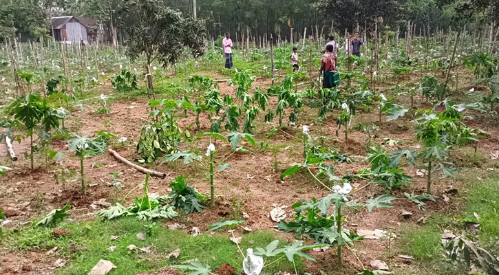 কালিয়াকৈরে পেঁপে গাছ কেটে ফেলার অভিযোগ, ক্ষতি প্রায় ৫ লাখ টাকা