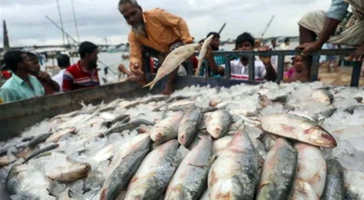 চাঁদপুরে সরবরাহ বাড়ায় ইলিশের দাম কমেছে