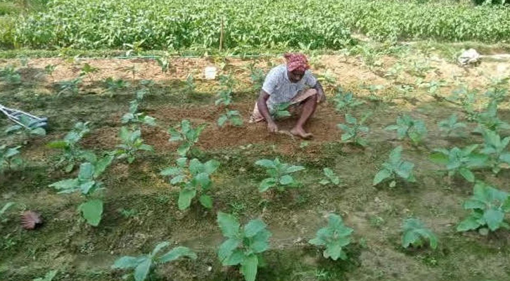 বোয়ালখালীর কৃষক জামালের লাখ টাকার বেগুন চাষের স্বপ্ন