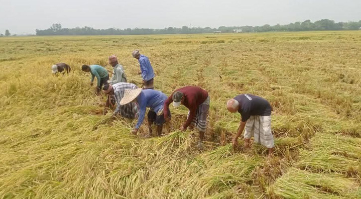 তানোরে এক মণ ধান বিক্রি করেও মিলছে না একজন শ্রমিকের মজুরি