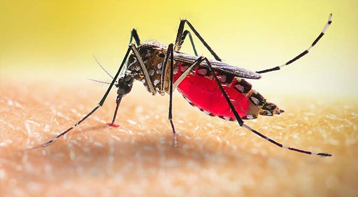 ডেঙ্গুতে আরও  ১ জনের মৃত্যু, আক্রান্ত ৩৮৩