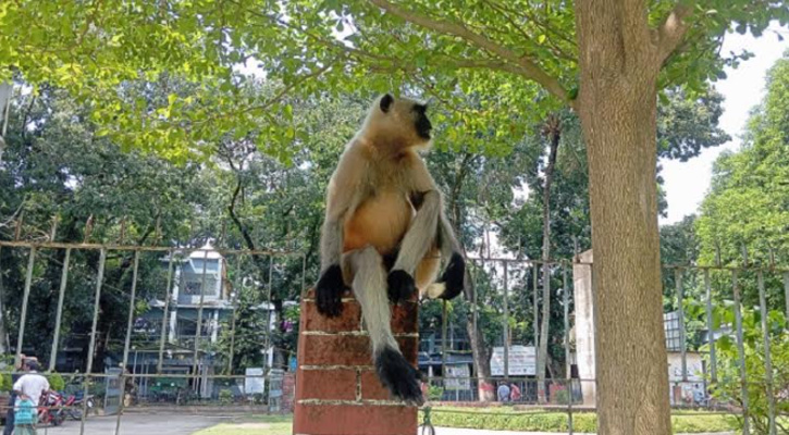 আত্রাইয়ে লোকালয়ে হনুমান, উৎসুক জনতার ভিড়