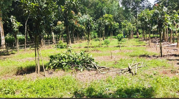 সাদুল্লাপুরে এনসিপি নেতার বাবার আমবাগান কেটে সর্বনাশ