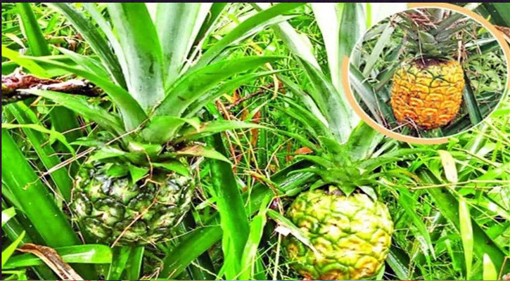 বিদেশি জাতের আনারস স্থানীয় কৃষকদের নতুন আশা জাগিয়েছে