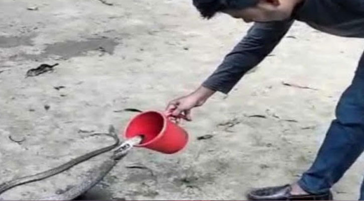 বোয়ালখালীতে ‘পিপাসার্ত’ খৈয়া গোখরো সাপ উদ্ধার