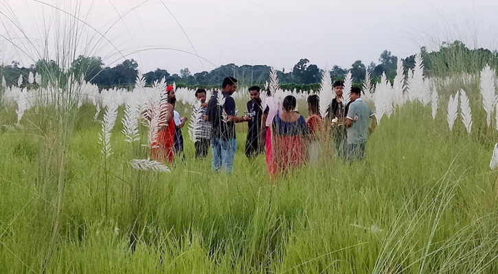 শরতের কাশফুলে সেজেছে মাভাবিপ্রবি, প্রকৃতির নতুন সাজে