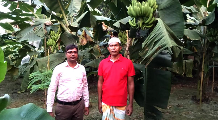 কালীগঞ্জে কলা চাষে নতুন সম্ভাবনার দ্বার উন্মোচিত