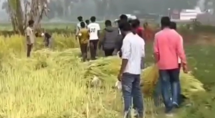 ভাড়াটে বাহিনী নিয়ে কৃষকের সরিষা ক্ষেত কর্তনের অভিযোগ যুবদল নেতার বিরুদ্ধে