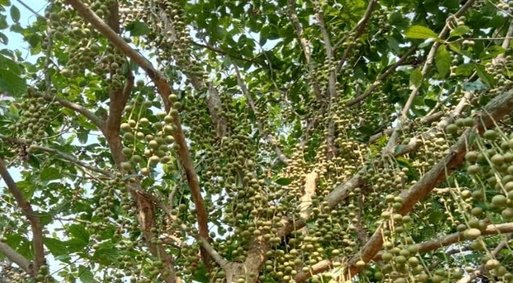 বাণিজ্যিকভাবে ‘লটকন’ চাষে সফল আতর আলী