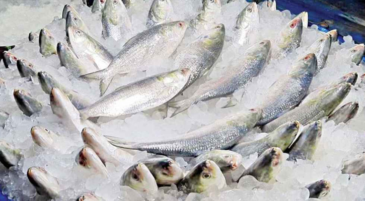 দুর্গাপূজায় ভারতে যাচ্ছে ১২০০ টন ইলিশ
