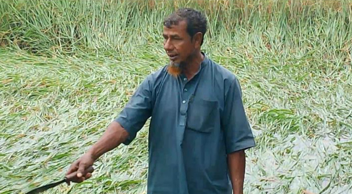 শেরপুরে ভারি বর্ষণে ফসলি জমিতে পানি, বিপাকে কৃষকরা