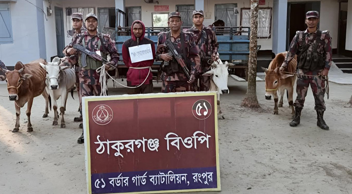 ডিমলায় ৪টি ভারতীয় গরুসহ আটক ১, বিজিবির মামলা দায়ের