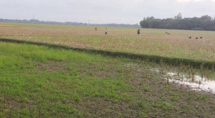 তানোরে আষাঢ়ে চৈত্রের খরতাপ, আমন রোপণে বিলম্বে দুশ্চিন্তায় কৃষক